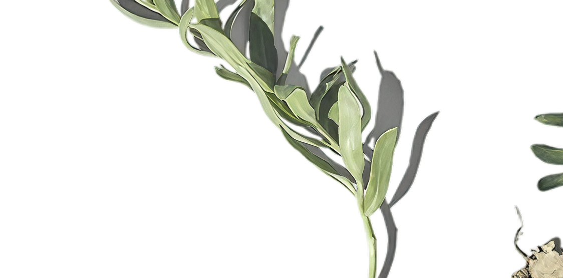 Illustration of a planter with light and dark green leaves on a dark green background.